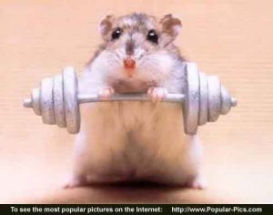 Body_Building_Mouse