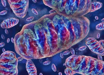 Sirtuine, mitocondri e Anti aging